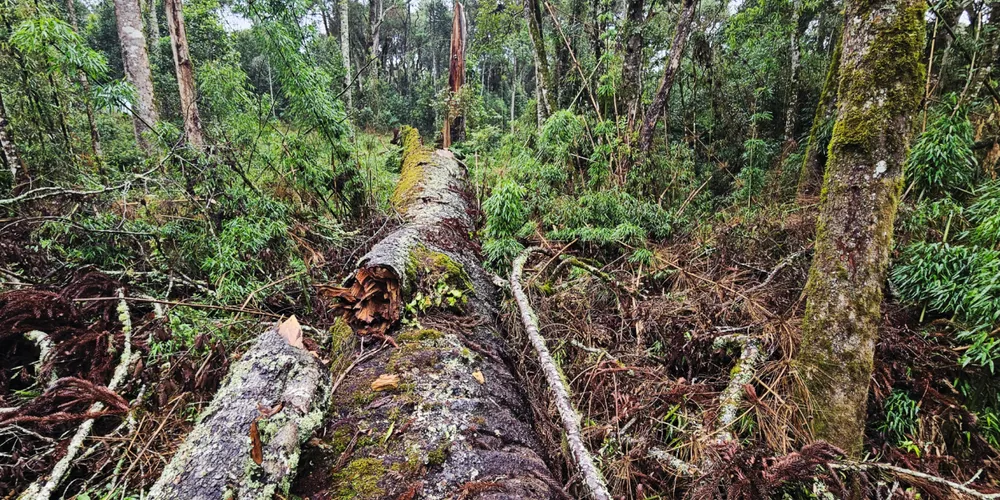 'Pinheirão' era a quarta maior araucária do país, com 44 metros de altura e 2,45 metros de diâmetro à altura do peito