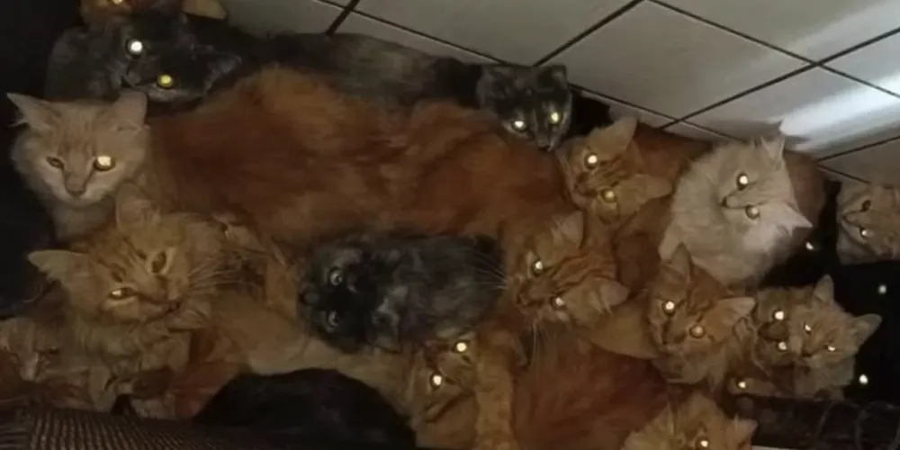 Inspeção sanitária apontou superlotação no apartamento