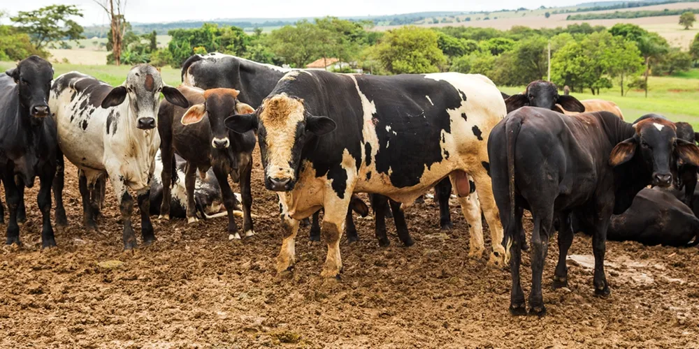 Produção pecuária nacional registra avanço no primeiro trimestre de 2026, impulsionada pelo aumento no volume de abates de aves, suínos e bovinos sob inspeção sanitária em todo o país