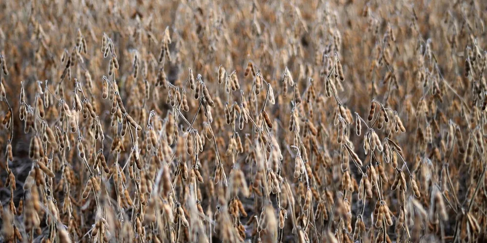 Movimentação portuária e ritmo dos terminais de escoamento serão determinantes para definir o volume final das exportações de soja em grão em 2026