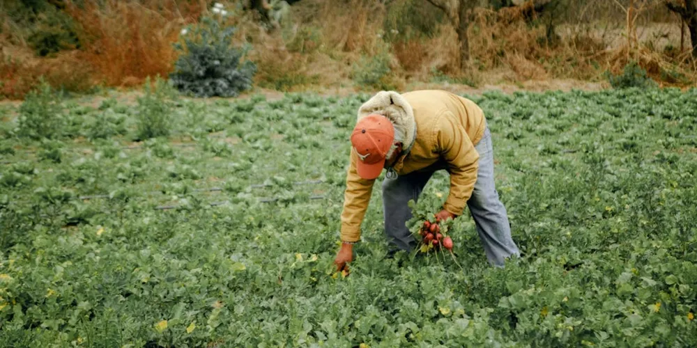 Sazonalidade de grandes culturas, como a soja, impactou o saldo de contratações do agronegócio no mês