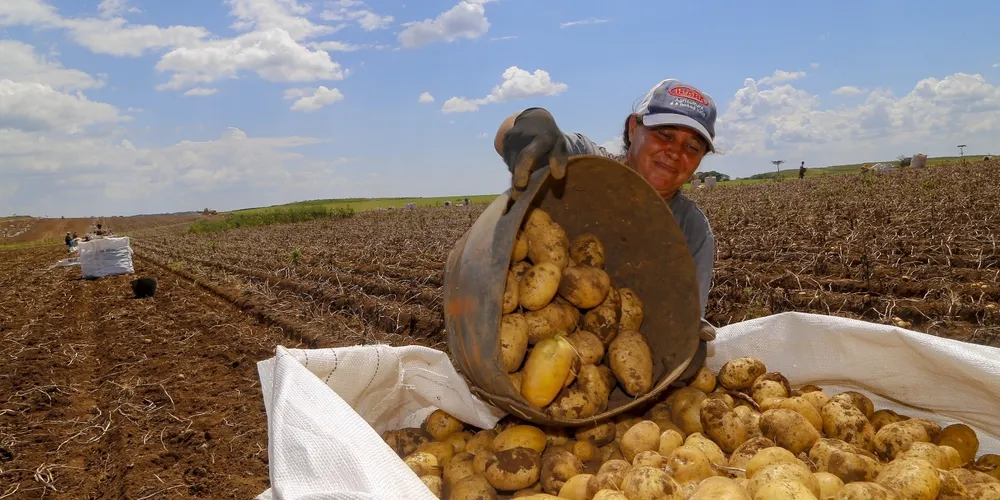 Atividade agropecuária lidera as contratações em Ponta Grossa durante o mês de maio, com alta de 5,89%