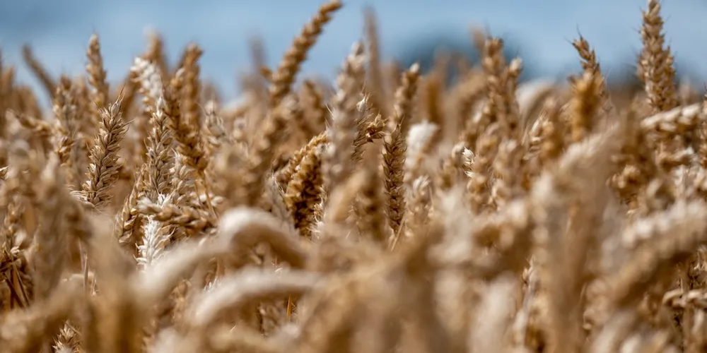 Retração nos investimentos e custos elevados de insumos levam produtores a reduzir a área cultivada em mais de 13% em 2026