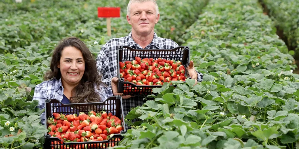 Cultivo de morango exige altos aportes financeiros e uso intensivo de mão de obra familiar, convertendo-se em uma cultura de elevado rendimento por hectare