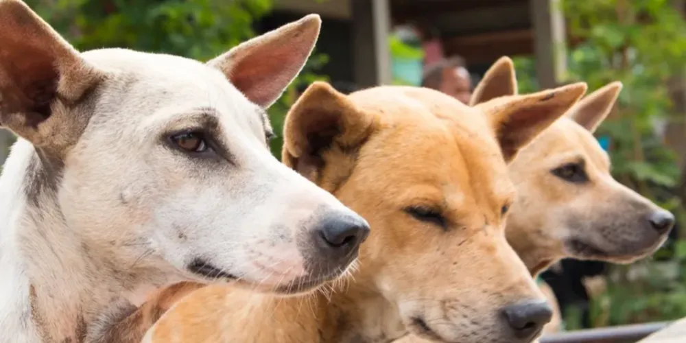 A Associação de Proteção aos Animais se posiciona sobre a Ação Civil Pública relacionada ao contrato da Clinicão com o Município de Ponta Grossa