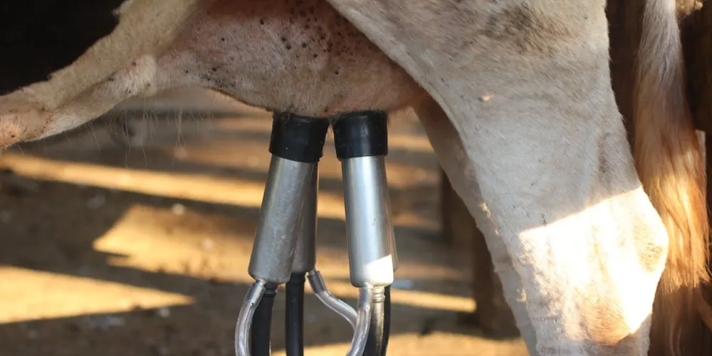 Menor captação pelas indústrias elevou o preço pago ao produtor e encareceu derivados no varejo