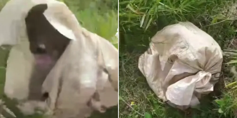 Animal estava preso dentro de um saco