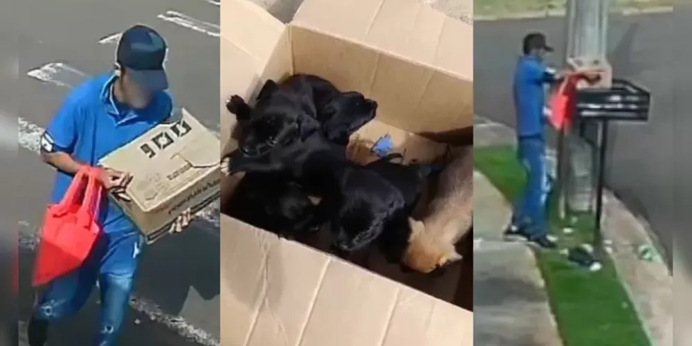 Nas imagens é possível ver um homem trajando calça jeans, camisa azul, boné, com uma sacola vermelha, deixando uma caixa fechada com os animais dentro