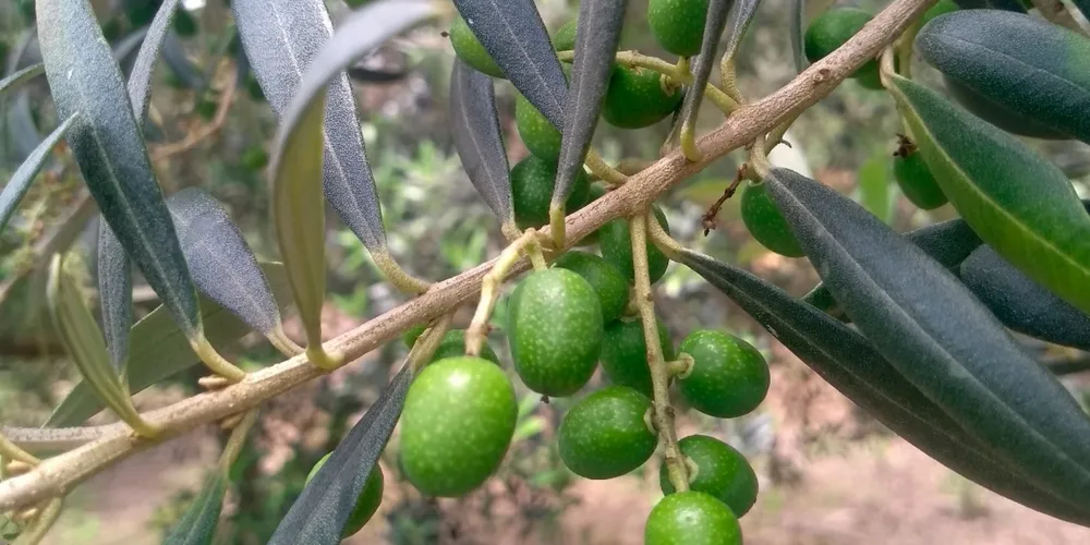 Região combina fatores climáticos ideais para o sucesso dos pomares comerciais de oliveiras