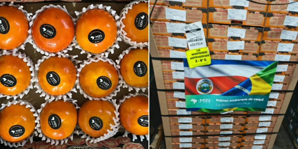 Empresa em Porto Amazonas foi responsável pelo lote histórico de uma tonelada da fruta enviado para o mercado da Costa Rica