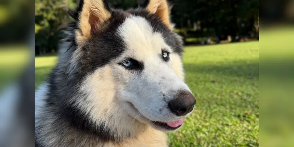 O cão responde por 'Bento' e é da raça Husky Siberiano