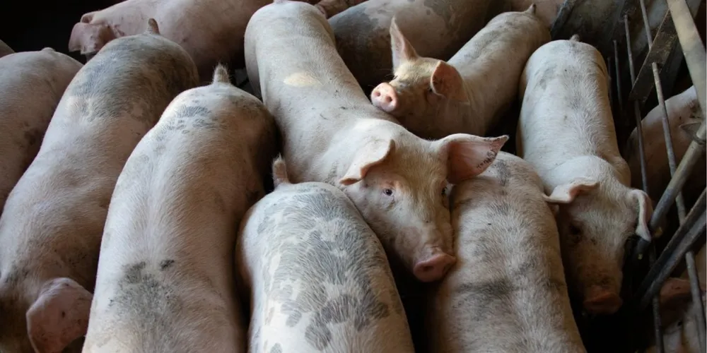 Produtores intensificam os embarques para tentar reequilibrar as cotações defasadas no cenário nacional