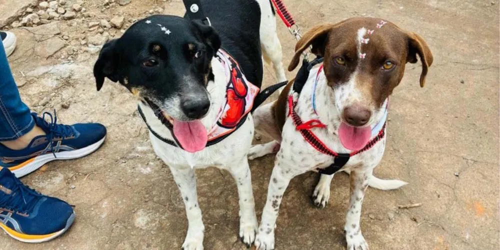 CastraPet contempla animais da população de baixa renda