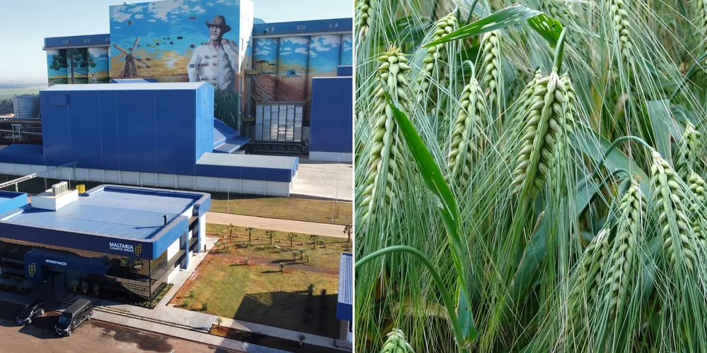 Lavouras de cevada ganham espaço no Paraná impulsionadas por contratos de preço pré-definido e pelo avanço do setor industrial