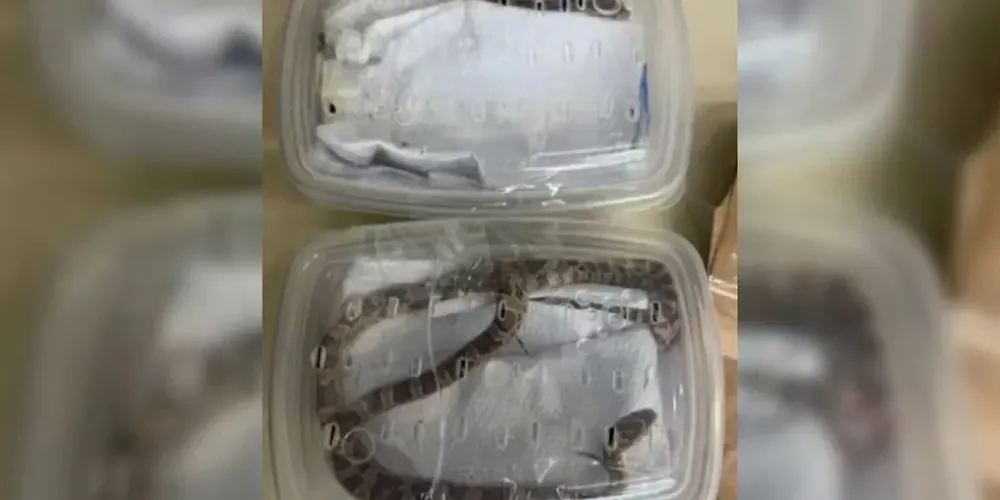 Três cobras da espécie Corn Snake foram encontradas vivas dentro de uma encomenda postal em Cambé