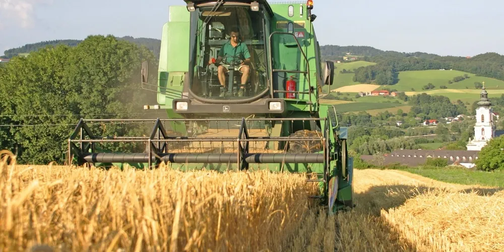 Lavouras paranaenses concentram o maior ritmo de colheita de trigo no País, com quase metade da área já trabalhada