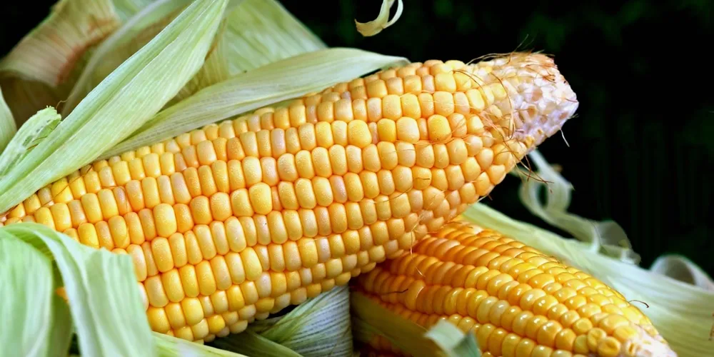 Ritmo de colheita no país é impactado por atrasos no plantio