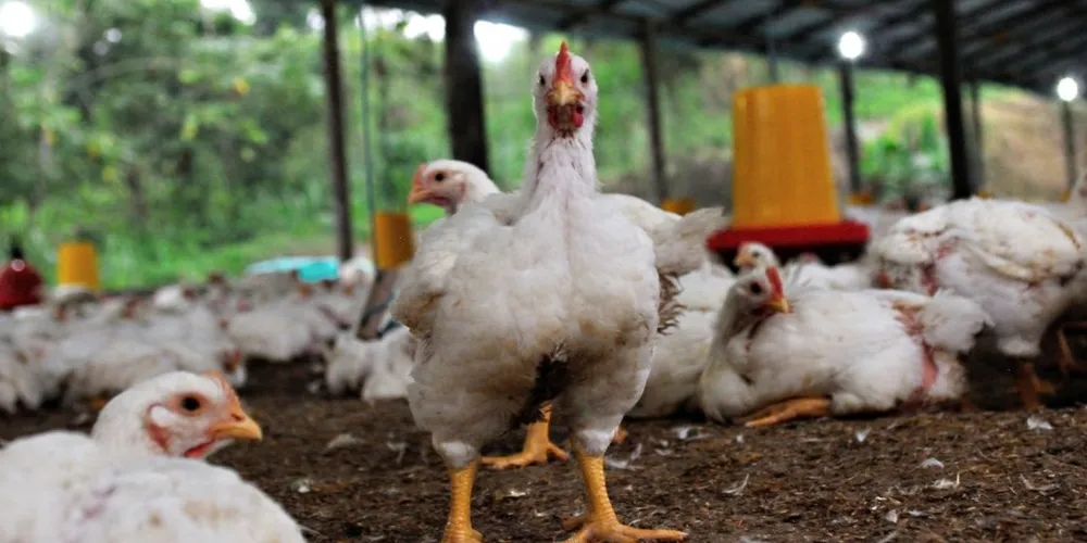Custo de produção da avicultura paranaense atingiu R$ 4,68 por quilo em maio
