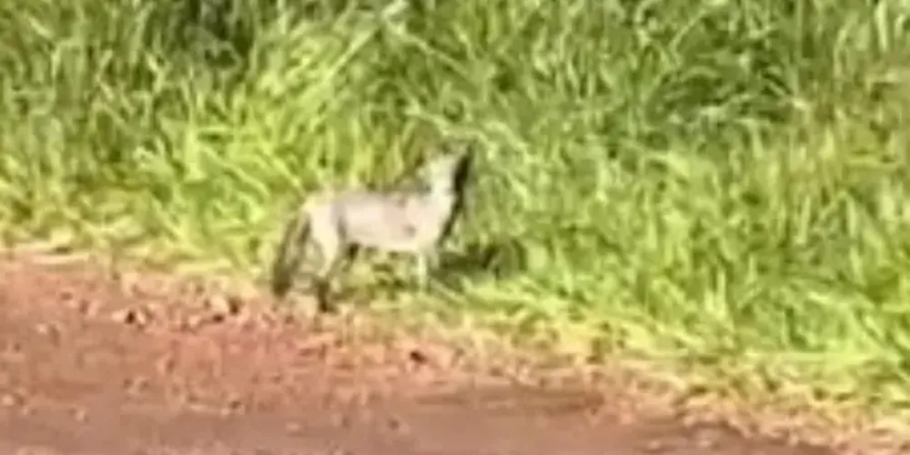 O cachorro-do-mato (Cerdocyon thous), também conhecido como graxaim, possui pelagem que varia entre tons de cinza e marrom