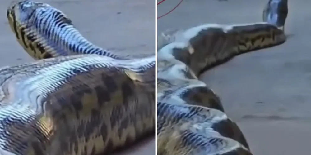 As imagens rapidamente repercutiram nas redes sociais
