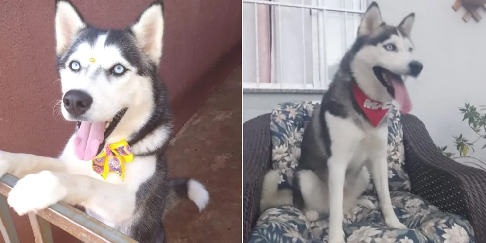 'Hera', da raça Husky