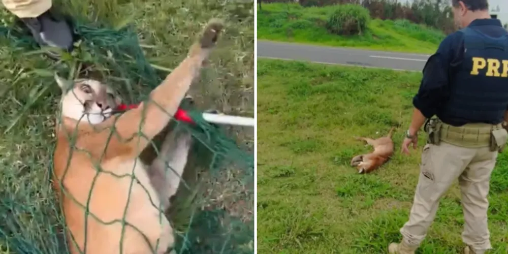 Apesar de todos cuidados, o forte impacto do atropelamento causou lesões internas severas no animal
