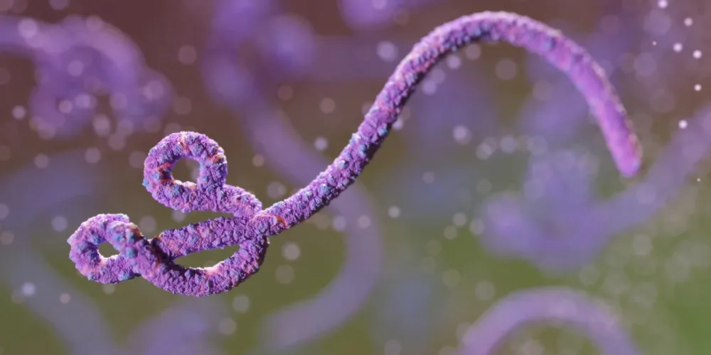 O vírus causa sintomas como febre, dores no corpo, vômitos e hemorragias em casos mais severos