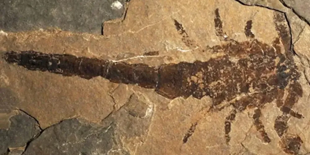 O estudo observa que determinar o comprimento total exato do corpo é difícil devido à natureza fragmentada dos fósseis, mas confirma que o P. gigas era um gigante comparado ao maior escorpião atual (Gigantometrus), que possui garras de apenas 3,7 centímetros