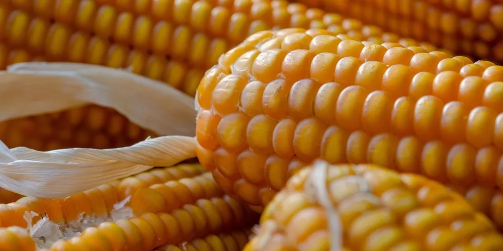 Usinas de biocombustível impulsionam a demanda do cereal no mercado brasileiro, enquanto consultorias projetam que o consumo de milho atinja a marca histórica de 100 milhões de toneladas