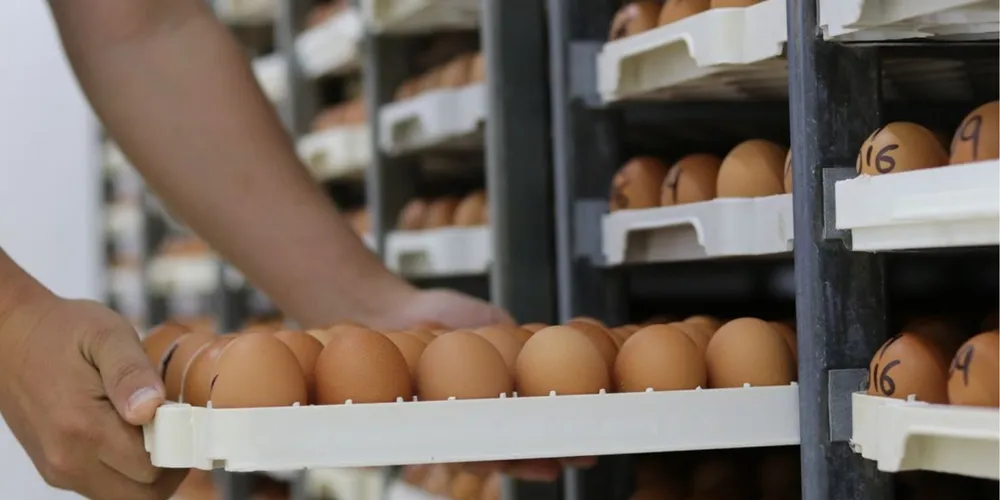 Paraná expandiu a produção interna de ovoprodutos
