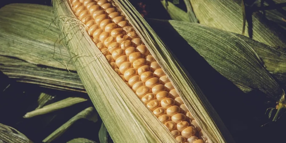 Silos e armazéns começam a se preparar para o recebimento da volumosa safrinha brasileira, enquanto a pressão de oferta faz o mercado físico trabalhar em patamares mais baixos