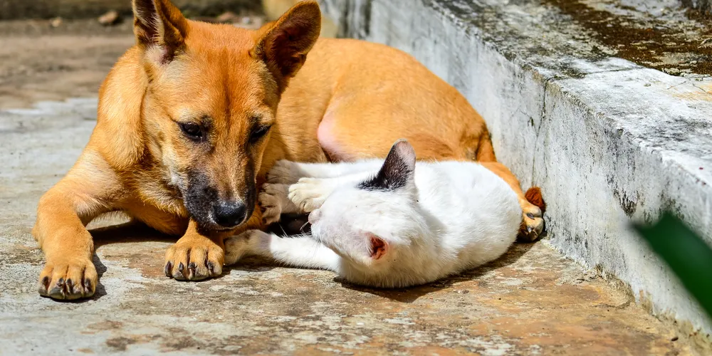 Cão e gato