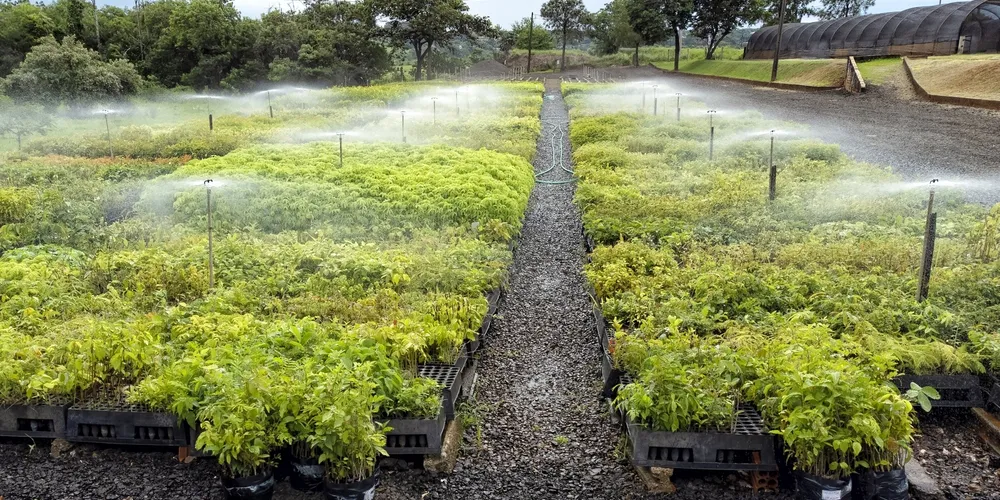 Técnicos intensificam o manejo e os cuidados com mudas florestais nos viveiros do IAT para assegurar a sobrevivência de espécies nativas frente às baixas temperaturas e riscos de geada