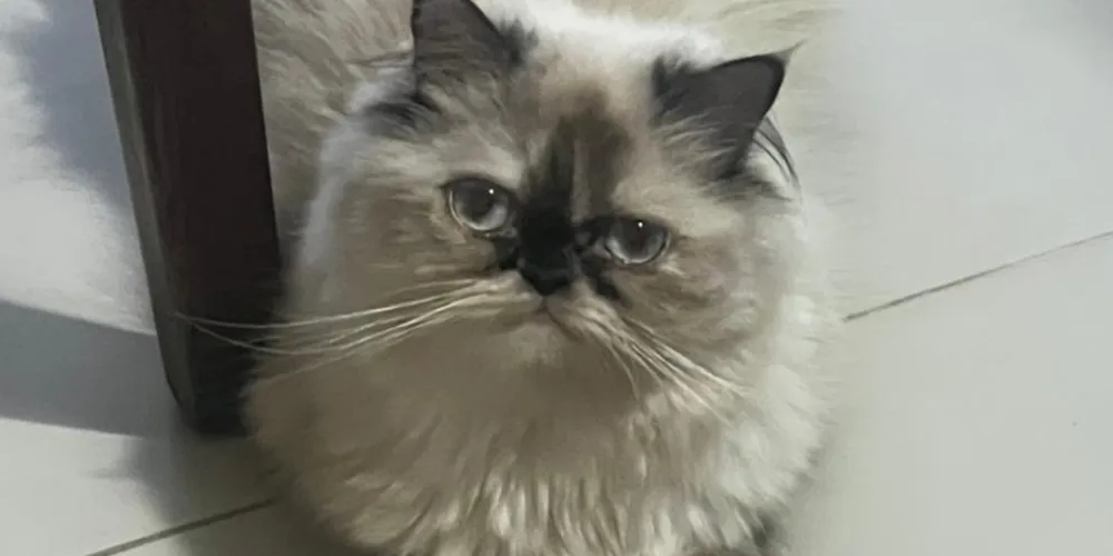 A gata é persa e responde por 'Mavi'