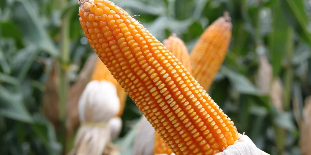 Umidade favorece plantas, enquanto produtores acompanham previsão de temperaturas mínimas