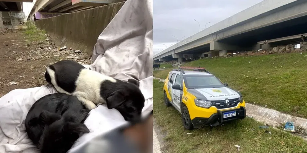 Polícia investiga a morte de um homem encontrado sob o viaduto da BR-116, em Colombo; cães permaneceram ao lado do corpo