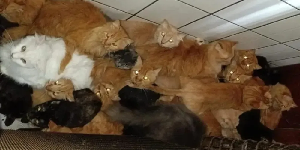 Os animais foram encontrados debilitados, doentes e vivendo em ambiente insalubre