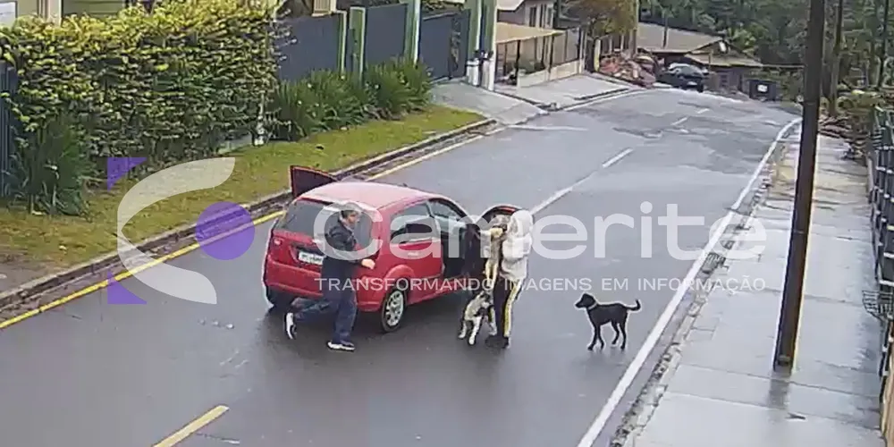 Segundo a ASC, todos os custos com atendimento veterinário estão sendo assumidos pela própria entidade
