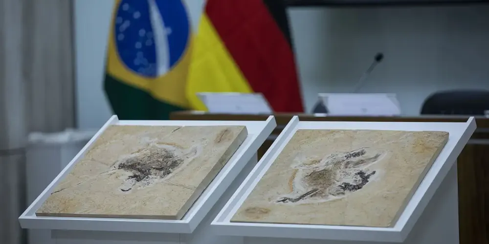 No mês passado, um acordo entre Brasil e Alemanha promete repatriar ao sertão do Araripe, no Ceará, o dinossauro Irritator challengeri, da espécie do espinossaurídeo