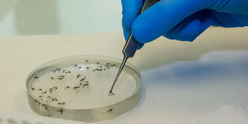 Ponta Grossa é uma das cidades selecionadas para receber o método Wolbachia