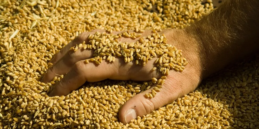 Moagem de trigo chegou a 13 milhões de toneladas impulsionada pela forte demanda nacional por derivados