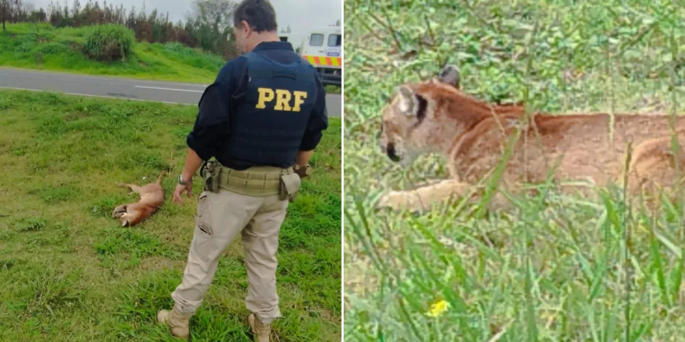 As autoridades competentes isolaram o local e acionaram médico-veterinário perto de 9h30 da manhã deste sábado (30)