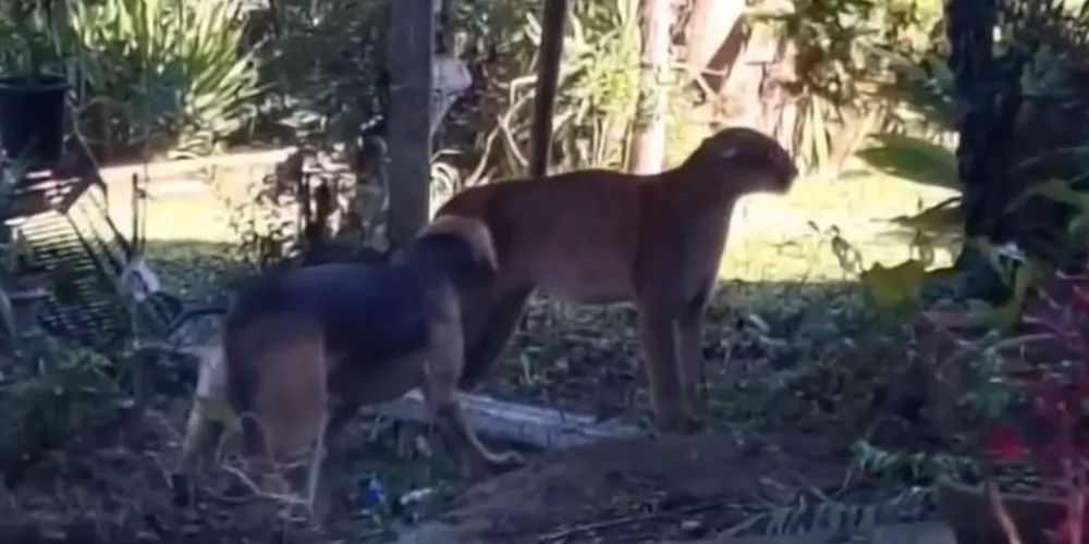 A onça fugiu para a mata após ser acuado por cães