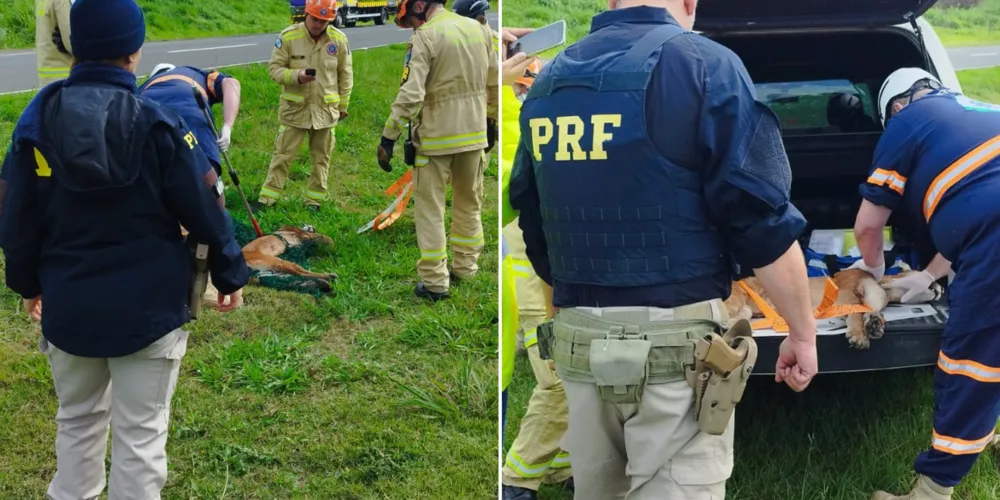 A onça veio a óbito após a tentativa de resgate na BR-376 em Tibagi