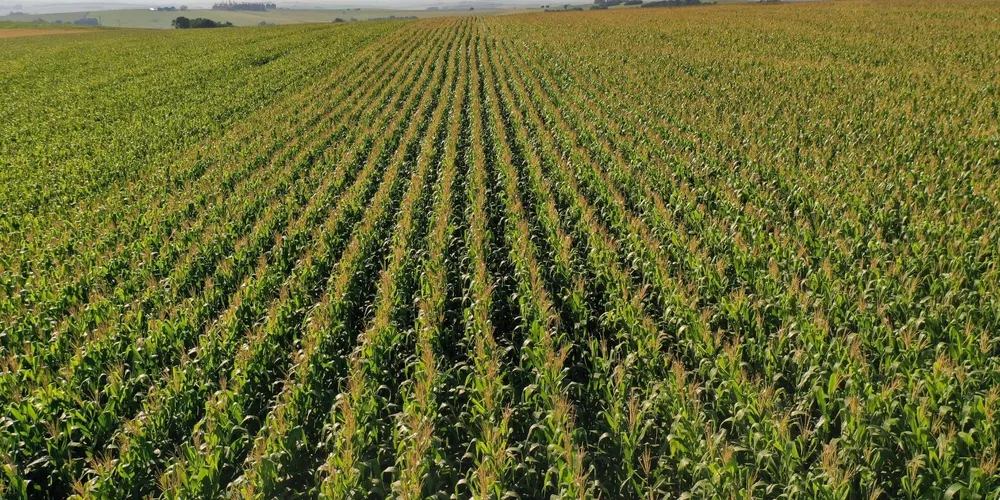 Lavouras de milho no Paraná ganham espaço na paisagem rural; estado projeta colheita histórica superior a 21 milhões de toneladas somando as duas safras