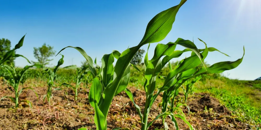 Lavouras de milho safrinha cobrem 2,9 milhões de hectares no Paraná, estabelecendo a maior área de cultivo já registrada na história do estado