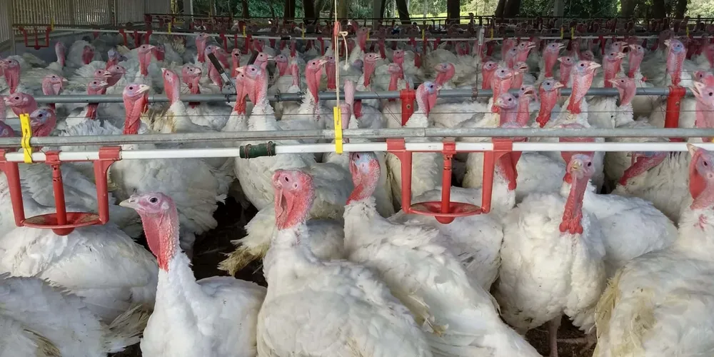 Faturamento com embarques de carne de peru do Paraná cresce mais de 100%