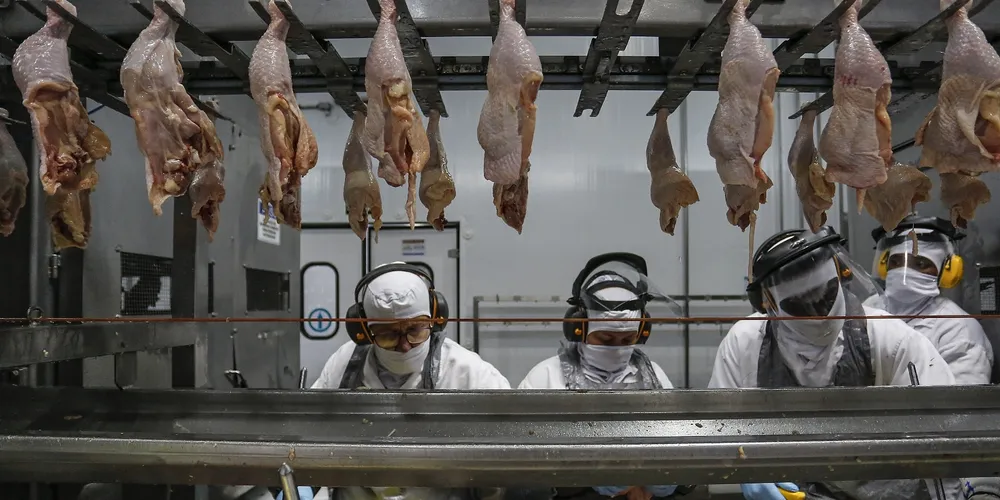 Cadeia integrada de aves e suínos no Paraná coloca a Região Sul no topo do mercado nacional de proteína animal