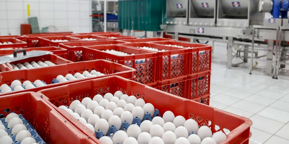Granjas paranaenses apresentam dinâmica inversa à média nacional, priorizando a produção de ovos para incubação destinados às cadeias de frangos de corte