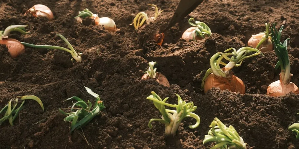 Uso de sementes híbridas e irrigação elevou a produtividade média apesar da menor área cultivada em dez anos